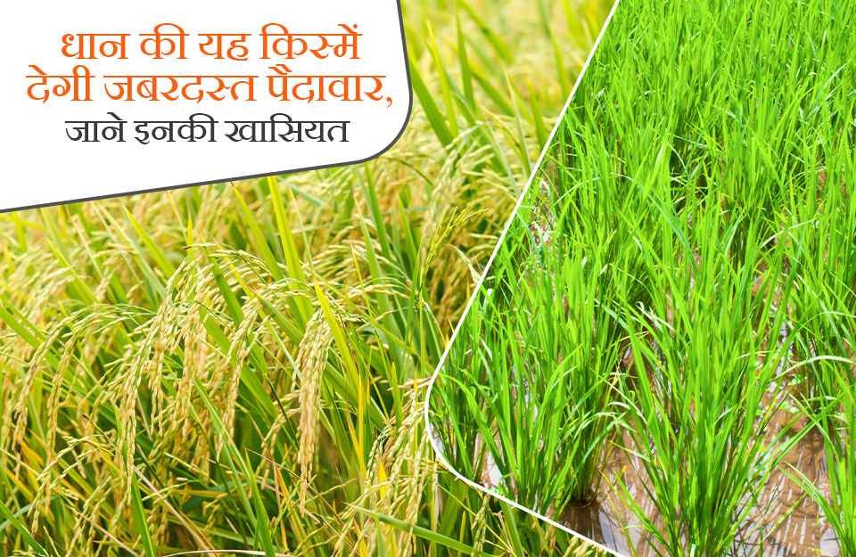 धान की यह किस्में देगी जबरदस्त पैदावार